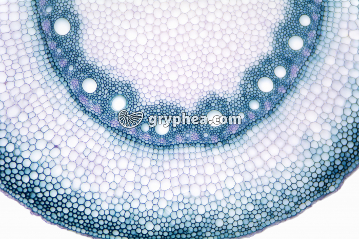 Racine de Maïs CT x25  - gryphea.com